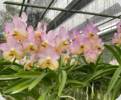 Vanda Harkana Tkatchenko